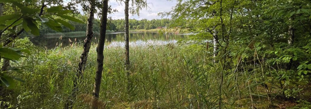 Blick auf einen ruhigen See, umgeben von üppig grünen Bäumen und hohem Gras, an einem bewölkten, textilfreien Tag – ideal zum Entspannen oder für sanfte sportliche Aktivitäten im Einklang mit der Natur.